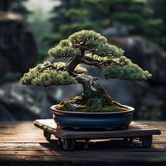 a bonsai tree sitting on top of a wooden table next to rocks and trees