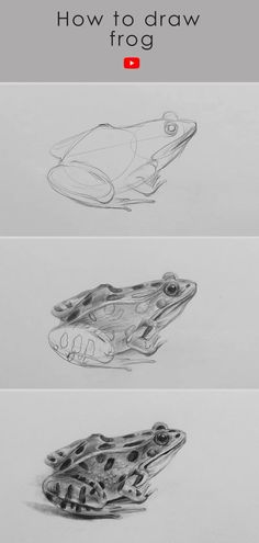 How to draw frog: Realistic frog drawing pencil sketch Frog Painting Realistic, Toad Drawing Realistic, How To Draw A Realistic Frog Step By Step, Frog Drawing Sketches Tutorial, Frog Drawing How To, Toad Pencil Drawing, How To Draw Realistic Animals Step By Step, How To Draw Toad, Easy Frog Drawing Step By Step