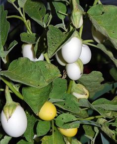 the fruit is growing on the tree with green leaves and yellow berries hanging from it