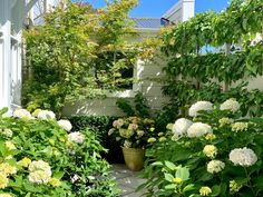 the garden is full of white flowers and greenery