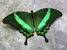 a green and black butterfly sitting on top of a cement floor next to a wall