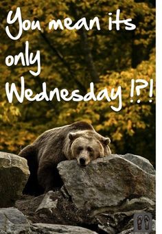 there is a bear that is sitting on some rocks with the words you mean it's only wednesday