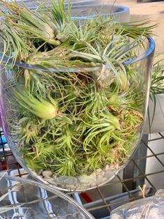 an air plant in a glass vase on a wire rack