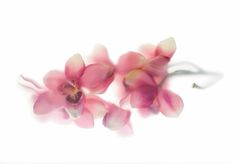 two pink orchids are in the water on a white background