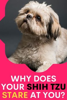 a small dog sitting in front of a pink frame with the words why does your shih tzu stare at you?