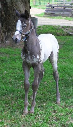 a brown and white horse standing on top of a lush green field next to a tree