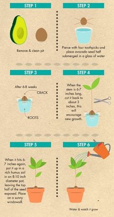 the steps to growing an avocado