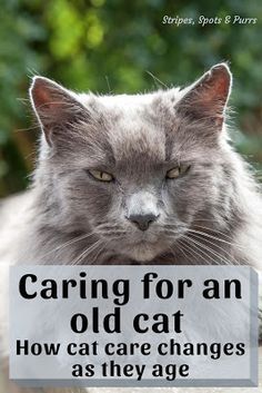 a gray cat with the caption caring for an old cat how care changes as they age