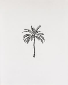 a black and white photo of a palm tree