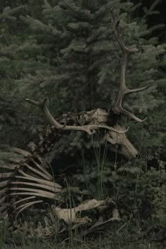 an animal skeleton in the woods with antlers on it's back and head