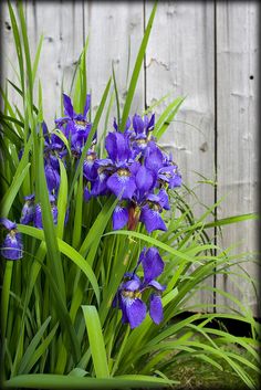 purple irises in front of a wooden fence