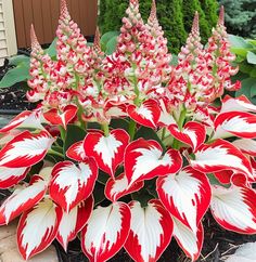 red and white flowers are blooming in the garden