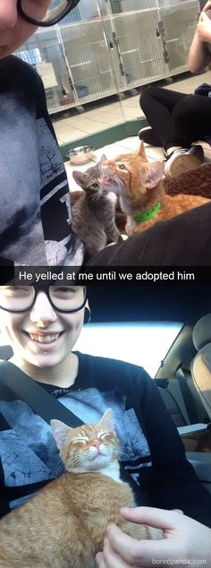 two pictures one with a cat and the other with a person holding an orange cat