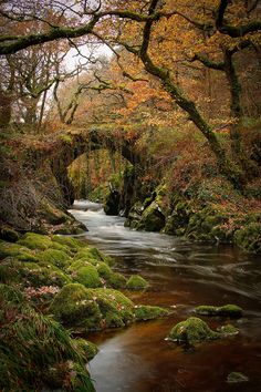 a stream running through a forest filled with lots of green mossy rocks and trees