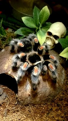 a close up of a spider on a rock