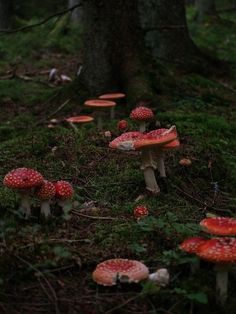 small red mushrooms growing on the ground next to a tree