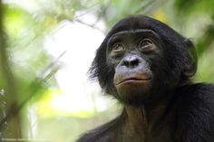 a close up of a monkey with trees in the background