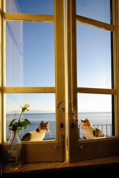 two cats sitting on the windowsill looking out at the water and one cat is staring outside