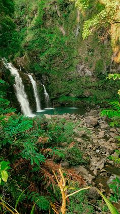 a small waterfall in the middle of a lush green forest filled with trees and plants