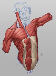 the muscles are shown in this drawing, and it looks like they could be used to make