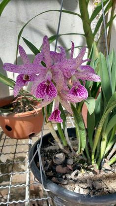 a potted plant with purple flowers in it