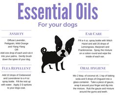 an info sheet describing essential oils for dogs and how to use them in the bathroom