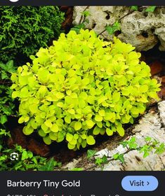 a green plant with yellow flowers growing out of it's center surrounded by rocks and greenery