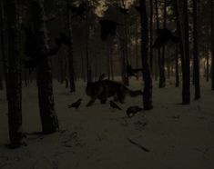 a group of birds flying over a forest filled with trees and snow covered ground at night