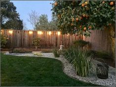 an orange tree is lit up in the backyard