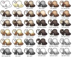 an animal chart with different types of animals and their names in english or chinese language