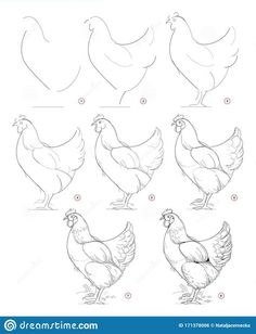 how to draw chickens step by step