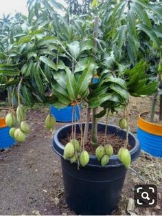 there are many fruit trees in the garden