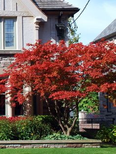 a tree with red leaves in front of a large brick house on a sunny day