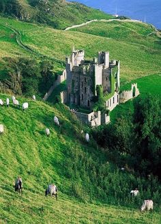 sheep graze in front of an old castle on a hill overlooking the water and hills