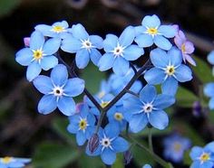 small blue flowers with yellow centers in the shape of a heart