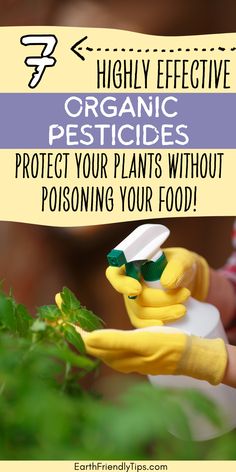 Picture of person spraying plant with homemade pesticide with text overlay 7 Highly Effective Organic Pesticides Protect Your Plants Without Poisoning Your Food! Diy Pesticide For Plants, Homemade Pesticide For Plants, Natural Garden Pesticide