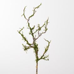 a bare tree with moss growing on it's branches in front of a white sky