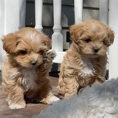 two small dogs sitting on top of a wooden floor next to each other in front of a white fence