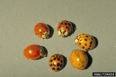 six ladybugs are arranged in a circle on the floor