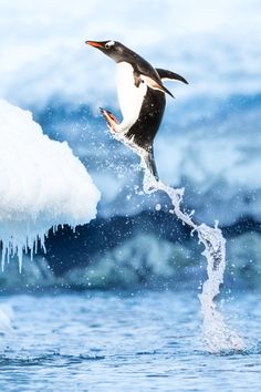 a penguin flying over an iceberg in the ocean with it's wings spread