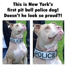 two pictures of a dog with the words police on it's collar and in front of them is an advertisement for new york's first pit bull police dog doesn't he look so proud?