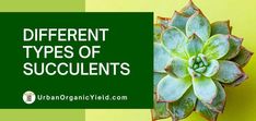 different types of succulents on a yellow and green background with the words, different types of succulents