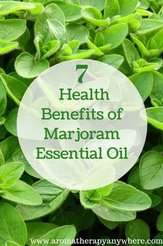 green leaves with the words 7 health benefits of marjoam essential oil on top