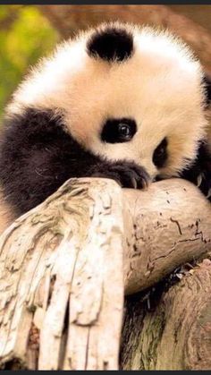 a panda bear sitting on top of a tree branch