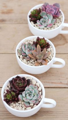 three white cups filled with succulents sitting on top of a wooden table