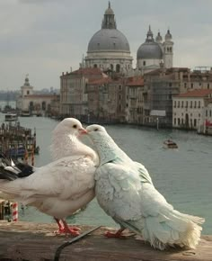 two seagulls are sitting on a dock next to the water in venice, italy