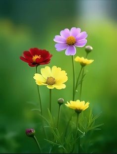 three different colored flowers are in the grass