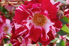 a red and white flower with green leaves