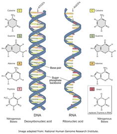 the diagram shows how many different types of structures are present in this image, and what they