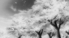 Steam Gif, Black And White Gif, Welcome Gif, Anime Flower, Gif Background, Picture Banner, Black Banner, 2013 Swag Era, Pixel Animation